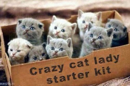 99359-crazy-cat-lady-starter-kit-mem-CBbJ