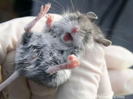Funny-and-Cute-Mouses-Funny-Mouse-Picture-012-FunnyPica.com_